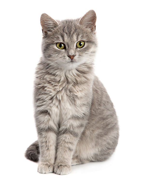 CBD für alle Katzenrassen CBD für alle Katzenrassen