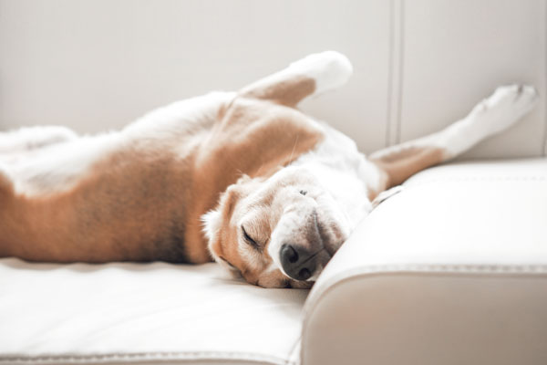 F&uuml;r Gelenke, Bandscheiben und Knorpel